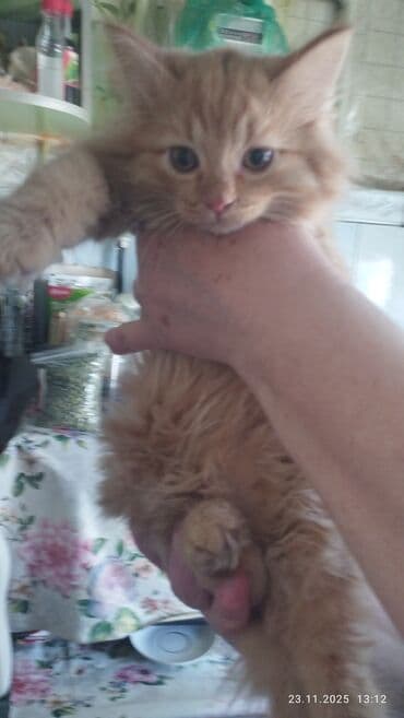 кошка вязка: Сибирская, 2 месяца, Мальчик, Рыжий, Приучена к лотку — 4