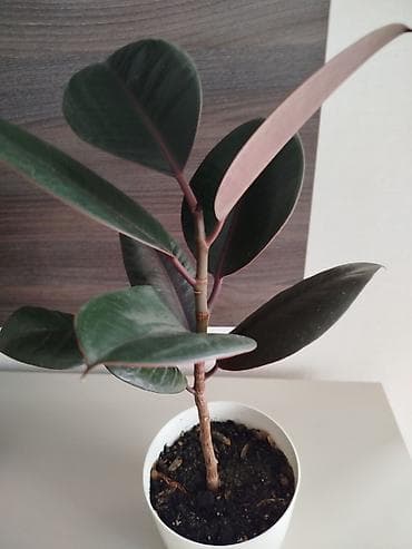 каланхоя: Комнатные растения — набор - Толстянка (денежное дерево) — — 2