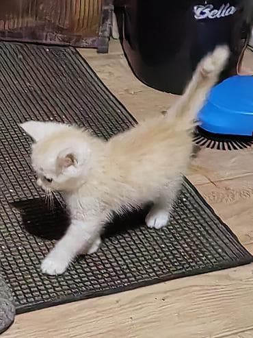 Скотиш Страйт (Шотландская прямоухая), 2 месяца, Девочка — 4