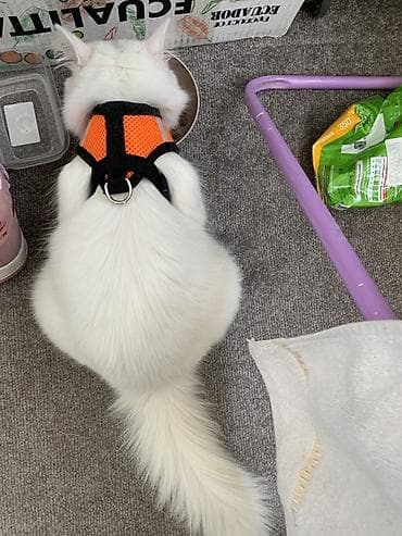 кошеи: Кошка даром: Ангорская, Девочка, Приучена к лотку — 2