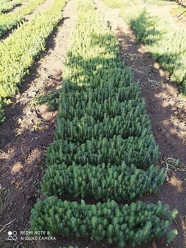 Бакча эмереги: Көчөттөр дарактардын: Карагайлар — 3