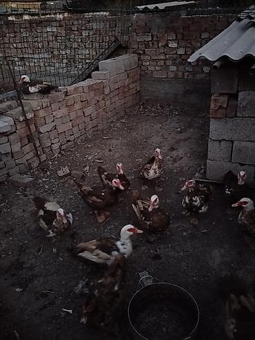 Утки 23шт по 900 сом самец 1штук 1400 сом Мускусные утки (индоутки) at lalafo.kg Утки 23шт по 900 сом самец 1штук 1400 сом Мускусные утки (индоутки)