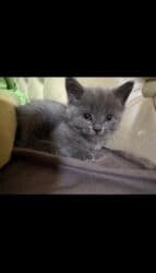 Вязка кошек: Британская короткошёрстная, 2 месяца, Мальчик, Серый, Приучена к лотку, Проглистована — 2