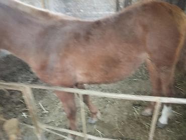 семена мака: Продаю | Кобыла (самка) | Рабочий — 2