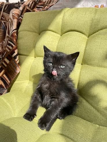 мышык фото: Отдам даром котеночка мальчик возраст 1 месяц очень ласковый игривый — 6