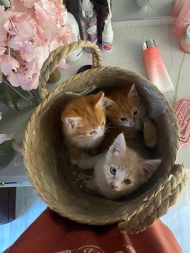 котяти: Котята один рыжий и бежевый мальчики, с белым носиком рыжая девочка — 2