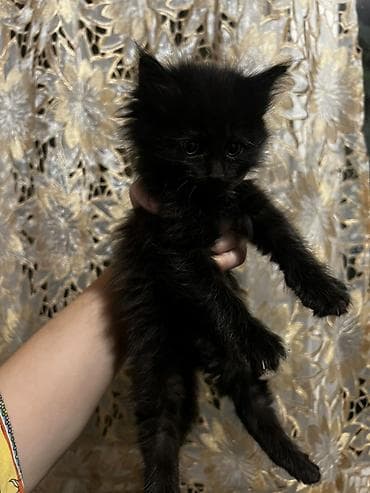 кошки манчкины: Ищем дом для котят 🐾 5 малышей, 1,5 месяца: 3 девочки и 2 мальчика — 5