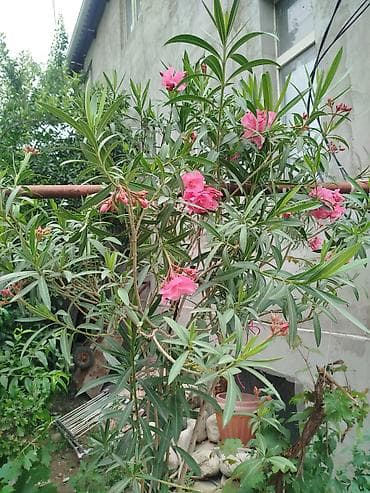 Комнатные и садовые растения 1) Олеандр розовый (Nerium oleander) -