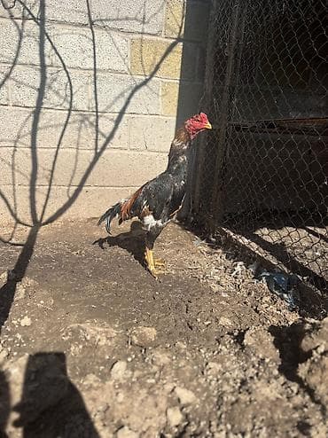 даканы шамо: Продаю | Петух | Бойцовая | Для разведения, Для боев — 1