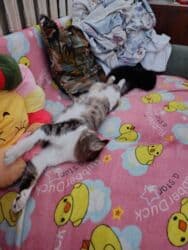 добрый: 5 месяцев, Мальчик — 14