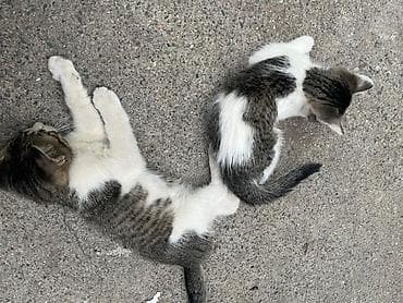 Мышыктар: Отдаем бесплатно котят в хорошие руки. 2 месяца. Проглистованны и — 3