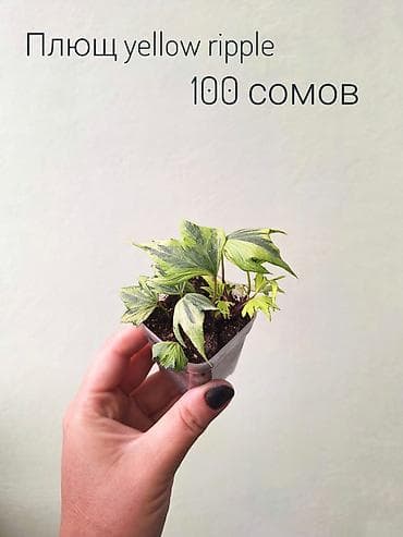 Үй жана бакча: 🌿 Комнатные цветы (укоренённые черенки/молодые растения/взрослые — 8