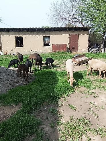 куплю козу на молоко: Продаю | Овца (самка) | Полукровка | Для разведения | Матка — 6