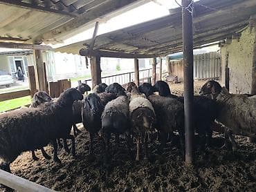 маленькие барашки: Продаю | Овца (самка) | Полукровка | Для разведения — 9