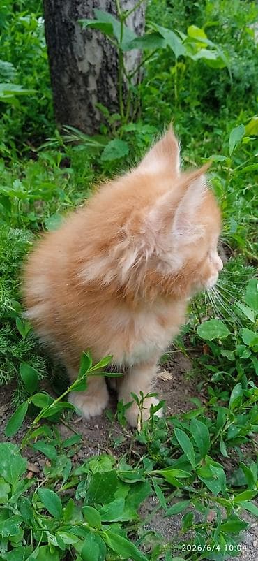 продаю телёнок: Мейн-кун, 2 месяца, Мальчик, Приучена к лотку — 8