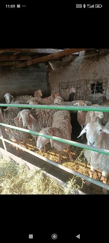 бараны самки: Продаю | Овца (самка) | Для разведения | Матка — 3