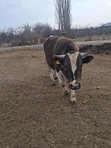 жылкы жаныбар: Сатам | Бука (эркек) | Жасалма жол менен боозутуу — 6