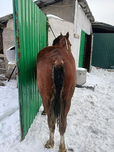 Зоотовары: Продаю | Жеребенок | Полукровка | Для разведения — 3