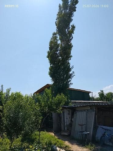 Бекер кыйып алып кеткиле терек