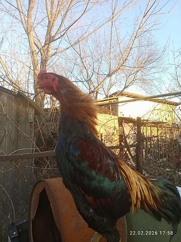 курицы: Продаю | Петух | Для разведения — 6