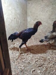 оборудование для кур: Продаю | Куры — 1