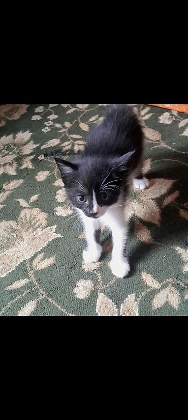 котяты: Кошка даром: Гималайская, 2 месяца, Девочка, Приучена к лотку — 8