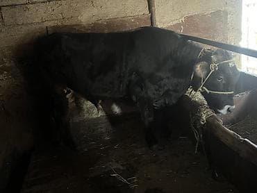 кыргыз тайган ит: Сатам | Бука (эркек) | Бордоп семиртүү үчүн | Байланган — 3