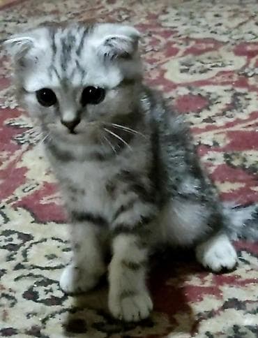 для кота: Чистокровные шотландские вислоухие котята, родились 7.04.2026, 10000 — 6