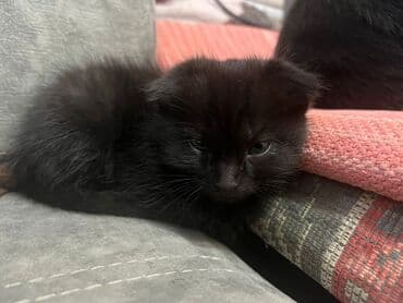 сколько стоят вислоухие кошки: Скотиш Фолд (Шотландская вислоухая), 2 месяца, Мальчик, Черный, Приучена к лотку — 10