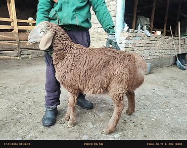 прес беде: Продаю | Ягненок | Арашан | Для разведения | Племенные, Осеменитель — 4