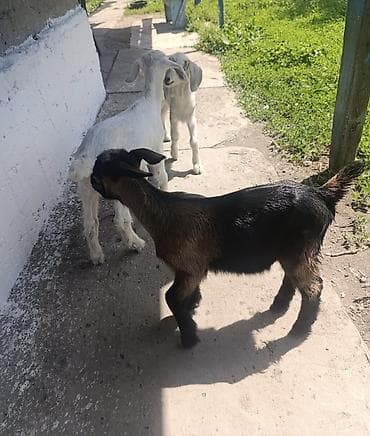 Продам с/х животных: Продаю | Козлёнок | Полукровка | Для разведения | Племенные, Котные, Осеменитель — 9