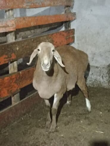 эшек жаныбар: Сатам | Ургаачы кой (ургаачы) | Көбөйтүү үчүн | Ургаачы — 4