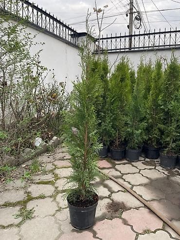 живая изгородь саженцы: Туя западная (вероятно ‘Smaragd’/пирамидальная форма) в контейнерах — 4