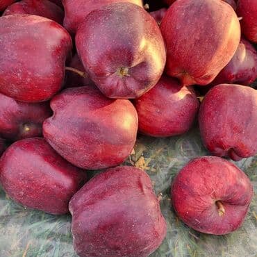 Яблоки Оптом