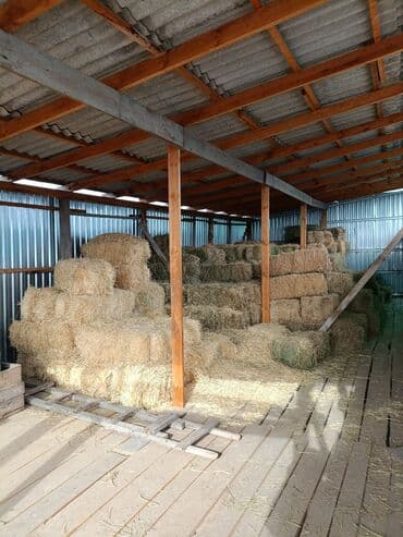 где купить кошку в бишкеке: Горное сено 400 сом.есть солома ячменная арпа саман250 сом.Беш-Кунгой — 2