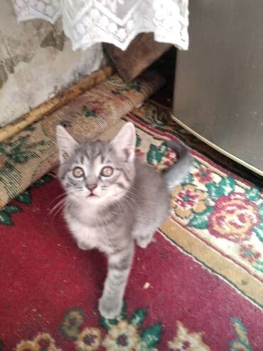 мейн кун бишкек питомник lyubushka купить котенка цена фото: Очаровательные котята - Окрас: серый тигровый (несколько котят) и — 1