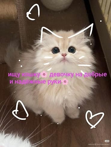 Кошки: Девочка — 1