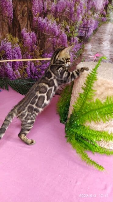бенгальский леопардовый кот: Красивейшие Бенгальские котята с огромными розетками. Проф питомник — 9