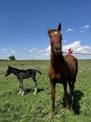 данчак тайлар: Продаю | Кобыла (самка) | Полукровка, Дончак, Кара Жорго | Для разведения, Для молока | Племенные — 4