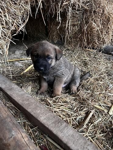 бишкек собака: 2 айлык, Эркек — 1