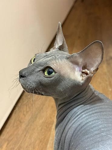 Кошки: Сфинкс, 3 года, Девочка, Голубой, Кастрирована, Приучена к лотку, Проглистована — 1