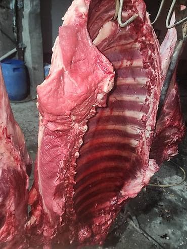 Полуфабрикаты: Туша — 2