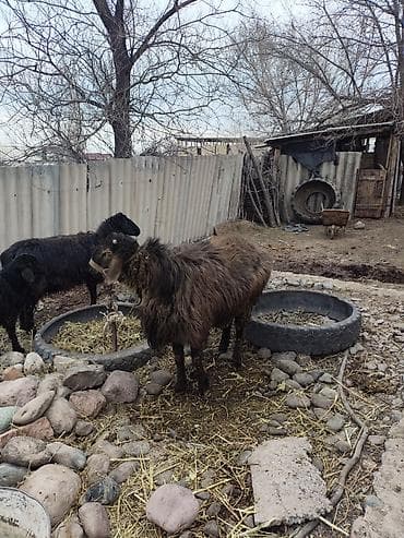 голуби птицы животный: Продаю | Овца (самка) | Для разведения | Матка — 2