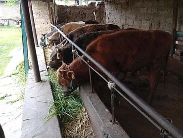 купить сомика в аквариум: Продаю | Бык (самец) | Швицкая, Симментальская | На откорм — 5