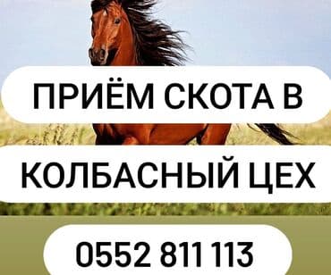 хлеб на корм: Сатып алам | Уйлар, букалар, Жылкылар, аттар, Башка а/ч жаныбарлары | Бардык шартта, Союуга, этке, Өзү алып кетүү — 1