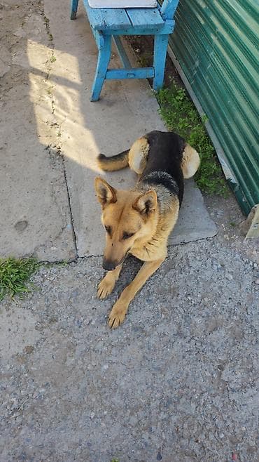 зоомагазин бишкек орто сай: Немис овчаркасы, 3 жаш, Эркек, Эмделген — 2