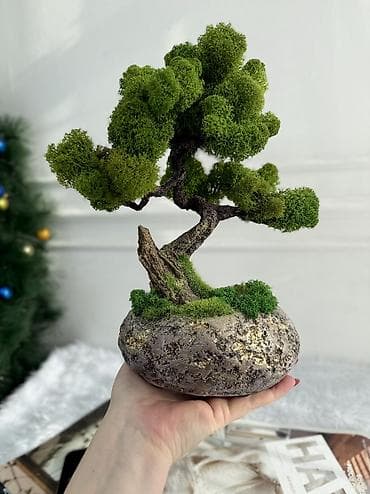 Деревья-бонсай из натурального стабилизированного мха🌳 -это