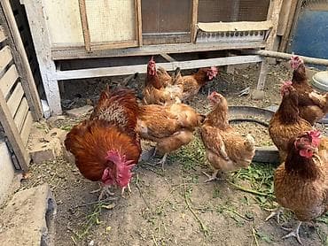 гнезда для птиц: Продаю | Куры, Петух — 4