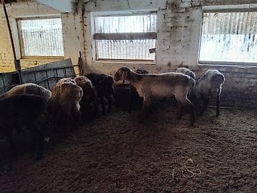 машынка для стрижки овец: Продаю | Баран (самец) — 3