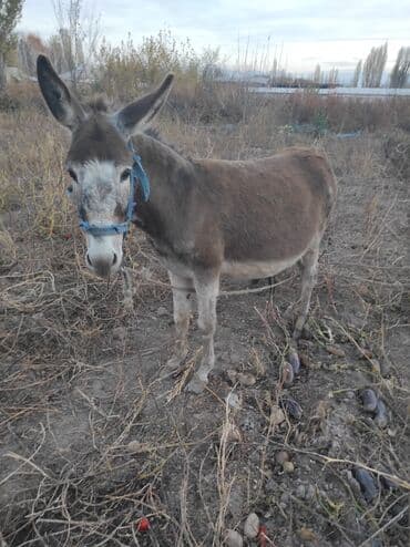 домашние птицы: Ослы (самка с жеребёнком) - На фото — ослица серо-бурого окраса с — 2